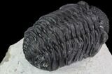 Bargain, Morocops Trilobite - Visible Eye Facets #91917-4